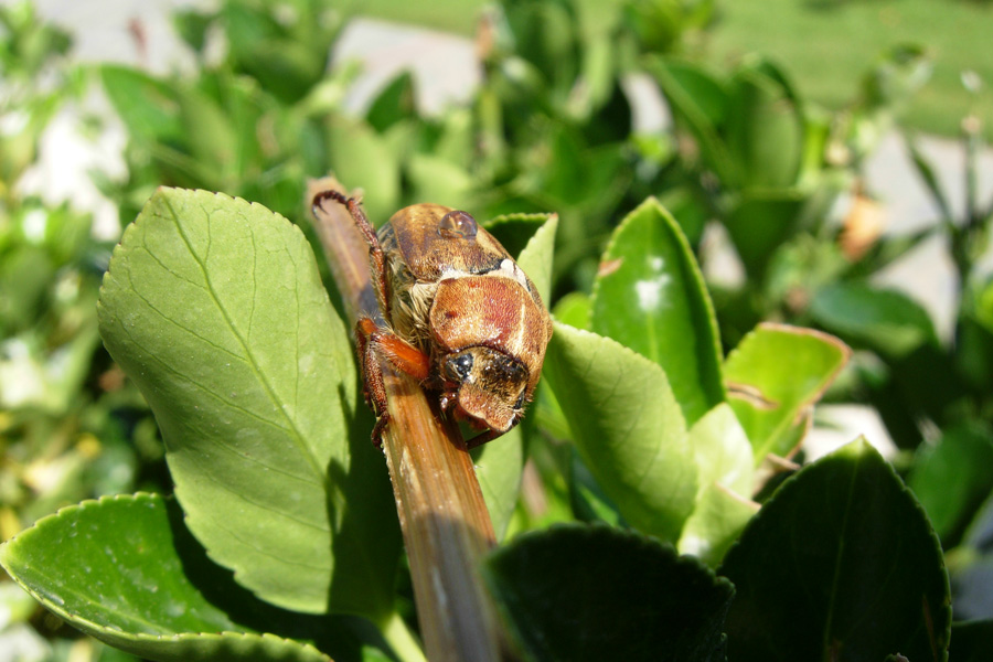 Da Creta: Polyphylla boryi e Anoxia matutinalis